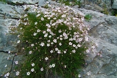 78 Bouquet...di silene